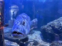 Key West Aquarium photo 6
