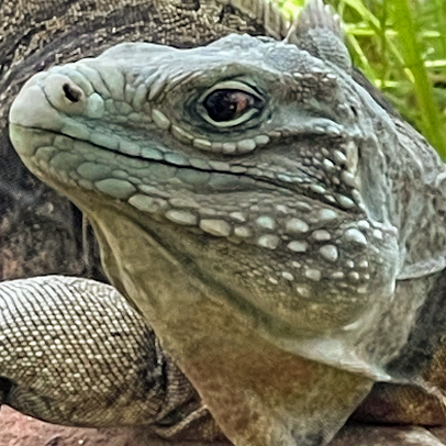 Texas Reptile Zoo photo 2