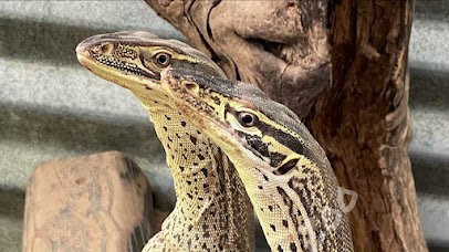 Texas Reptile Zoo photo 3