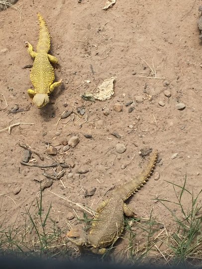 Texas Reptile Zoo photo 4