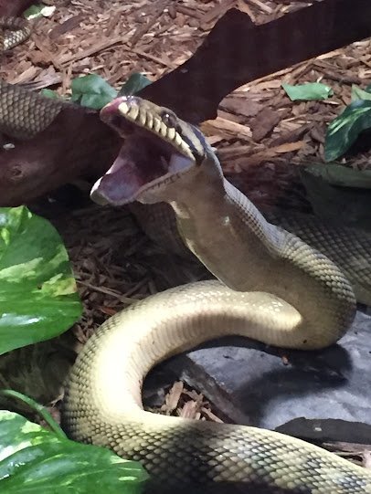 Texas Reptile Zoo photo 5
