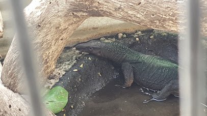 Texas Reptile Zoo photo 6