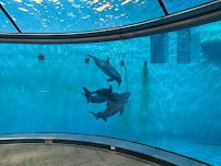 St. Vincent Dolphin Pavilion photo 4