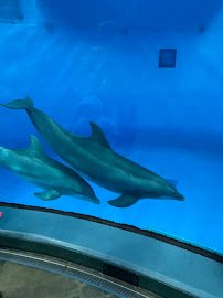 St. Vincent Dolphin Pavilion photo 5