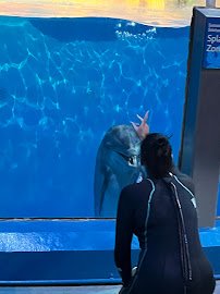 St. Vincent Dolphin Pavilion photo 6