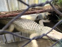 Colorado Gators Reptile Park photo 6