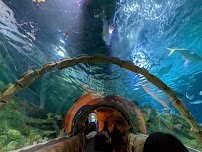 SEA LIFE Kansas City Aquarium