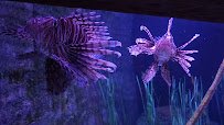 SEA LIFE Kansas City Aquarium photo 2