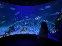 SEA LIFE Kansas City Aquarium photo 3