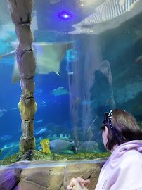 SEA LIFE Kansas City Aquarium photo 4
