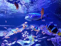SEA LIFE Kansas City Aquarium photo 6