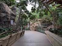 Tropical Forest photo 3