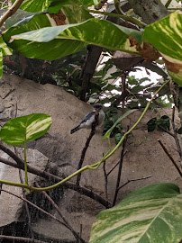 Tropical Forest photo 4