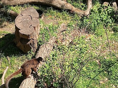 Kimberly-Clark Chimpanzee Forest photo 2