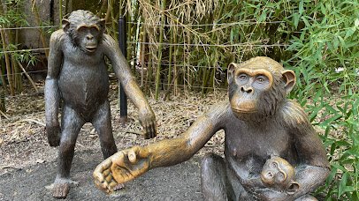 Kimberly-Clark Chimpanzee Forest photo 3