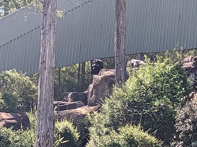 Kimberly-Clark Chimpanzee Forest photo 5