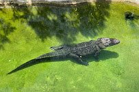Florida: Mission Everglades photo 3