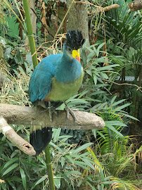 World of Birds photo 4