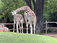 African Savanna at Fort Worth Zoo