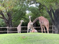 African Savanna at Fort Worth Zoo photo 2