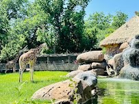 African Savanna at Fort Worth Zoo photo 3