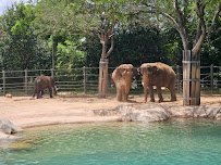 African Savanna at Fort Worth Zoo photo 4