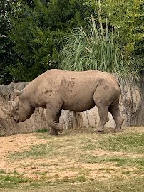 African Savanna at Fort Worth Zoo photo 5