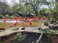 African Savanna at Fort Worth Zoo photo 6