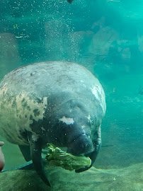 Manatee Coast