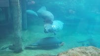 Manatee Coast photo 2