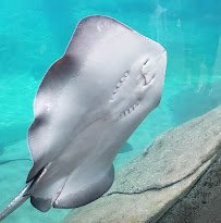 Manatee Coast photo 5