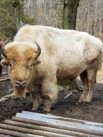 Briarwood Ranch Safari Park photo 2