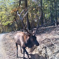 Briarwood Ranch Safari Park photo 3