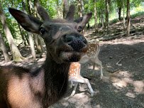 Briarwood Ranch Safari Park photo 5