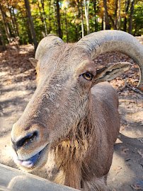 Briarwood Ranch Safari Park photo 6