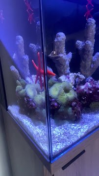 Living Art Aquatic Design, Inc. photo 2