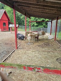 buffalo trace park petting zoo photo 4