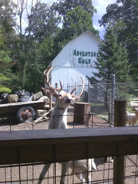 Adventure Golf at Rempel's Grove photo 6