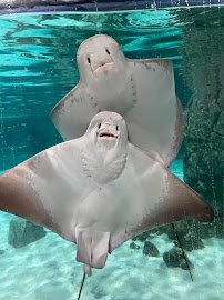 Hill City AquaZoo