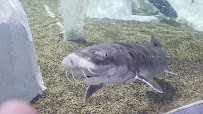 Hill City AquaZoo photo 2