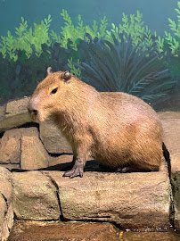 Hill City AquaZoo photo 3