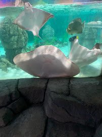 Hill City AquaZoo photo 4