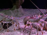 Tennessee Aquarium photo 4