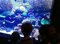 Tennessee Aquarium photo 6