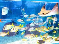 St. Augustine Aquarium photo 4