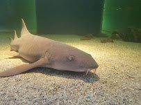 St. Augustine Aquarium photo 5