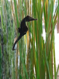 St. Augustine Aquarium photo 6