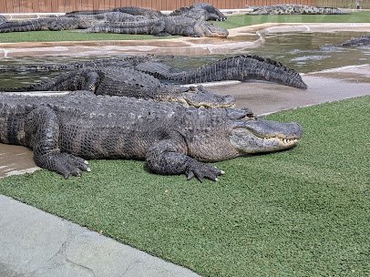 Reptile Gardens photo 5