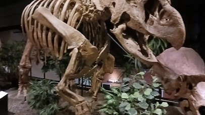Houston Museum of Natural Science at Sugar Land photo 2