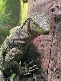 Living Amphibians Invertebrates and Reptiles